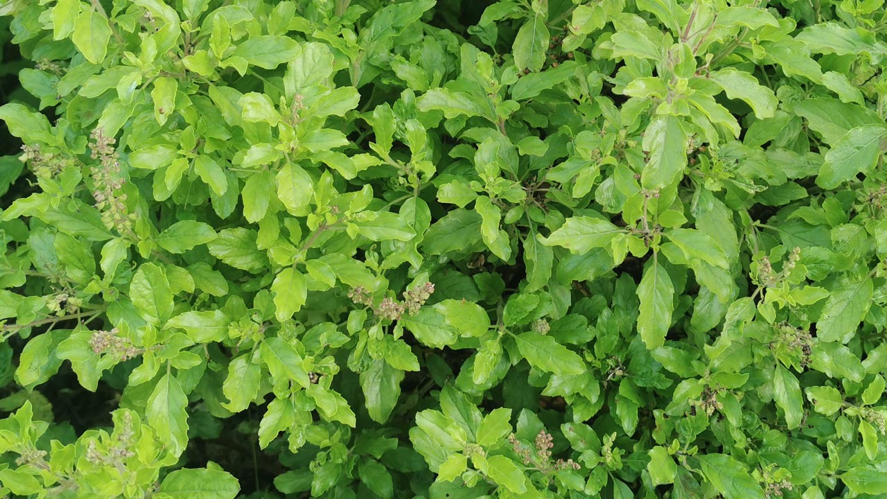 ปลูกกะเพรา