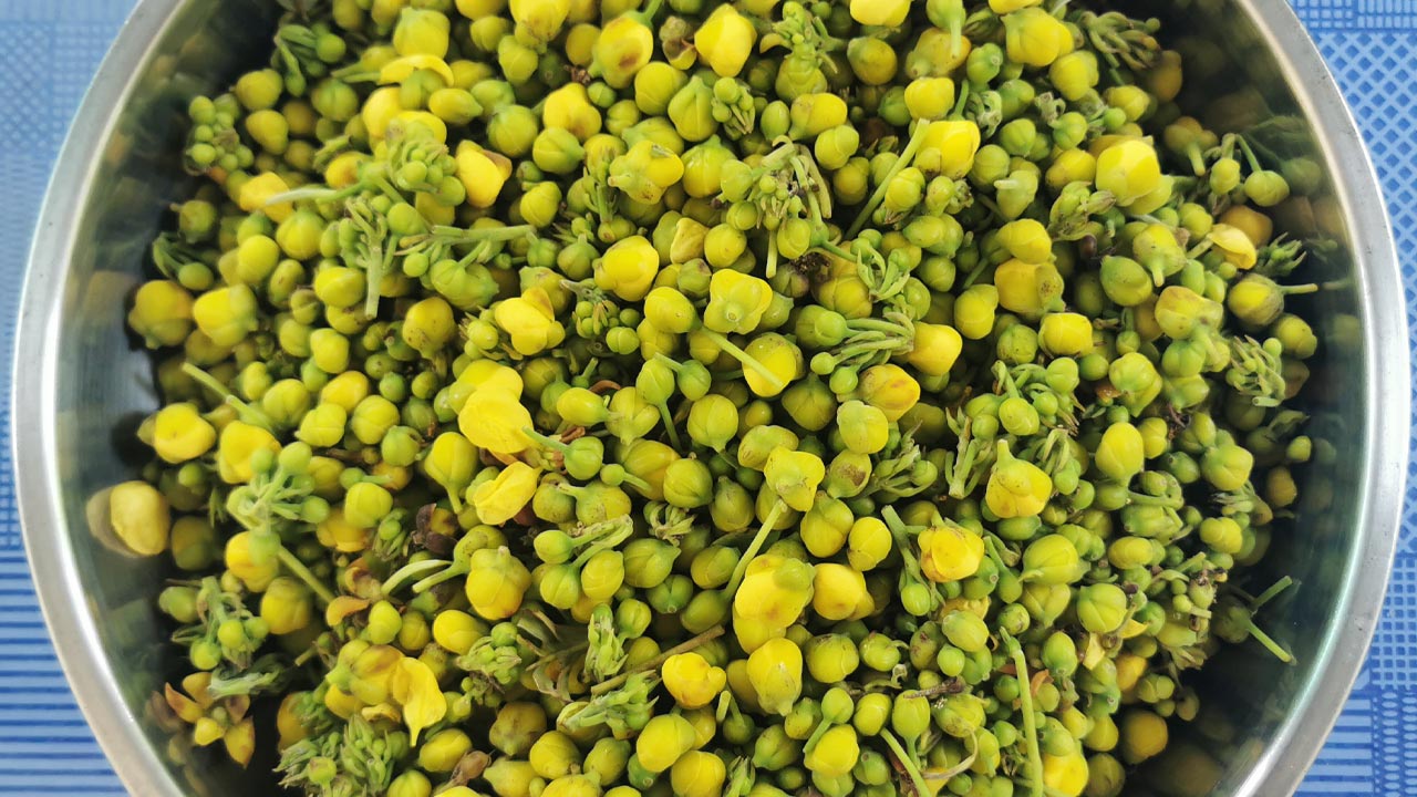 ดอกขี้เหล็ก