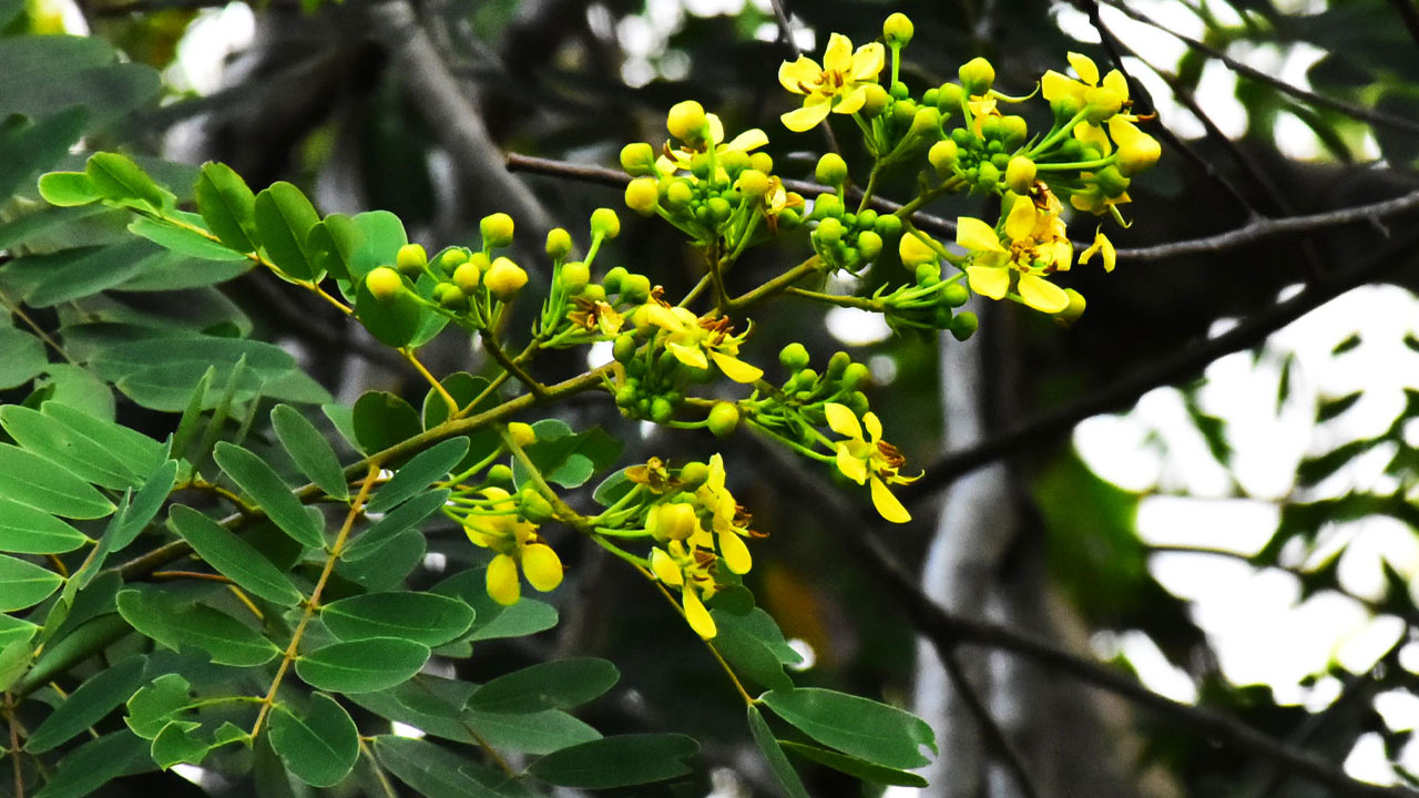 ต้นขี้เหล็ก