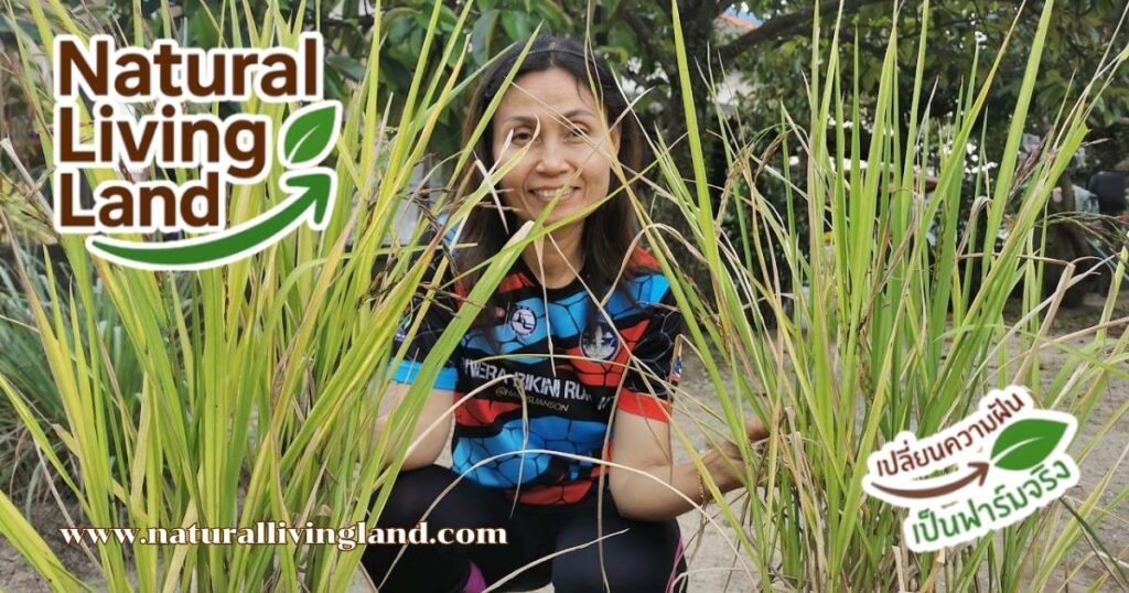 ปลูกข้าวกินเอง