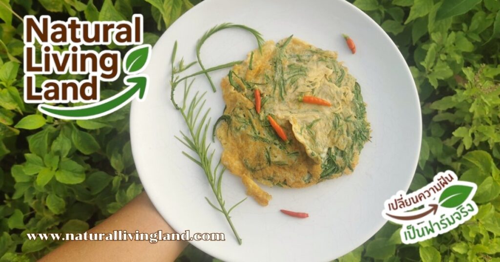 ต้นชะอม รั้วกินได้