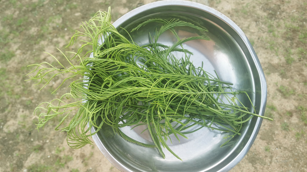 ปลูกชะอม