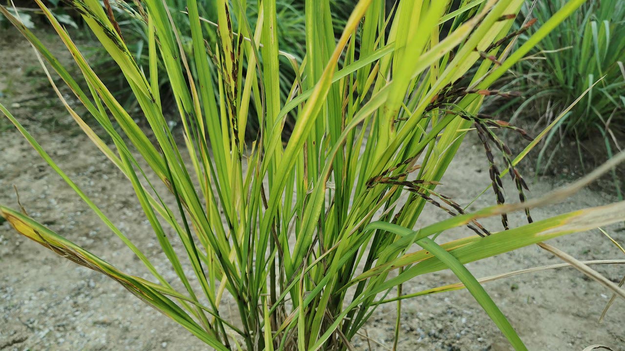 ปลูกข้าวกินเอง