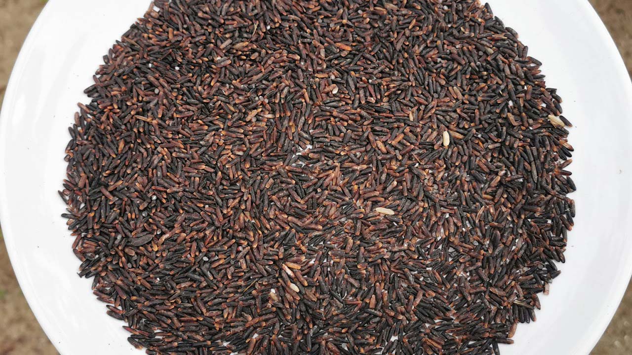 ปลูกข้าวกินเอง