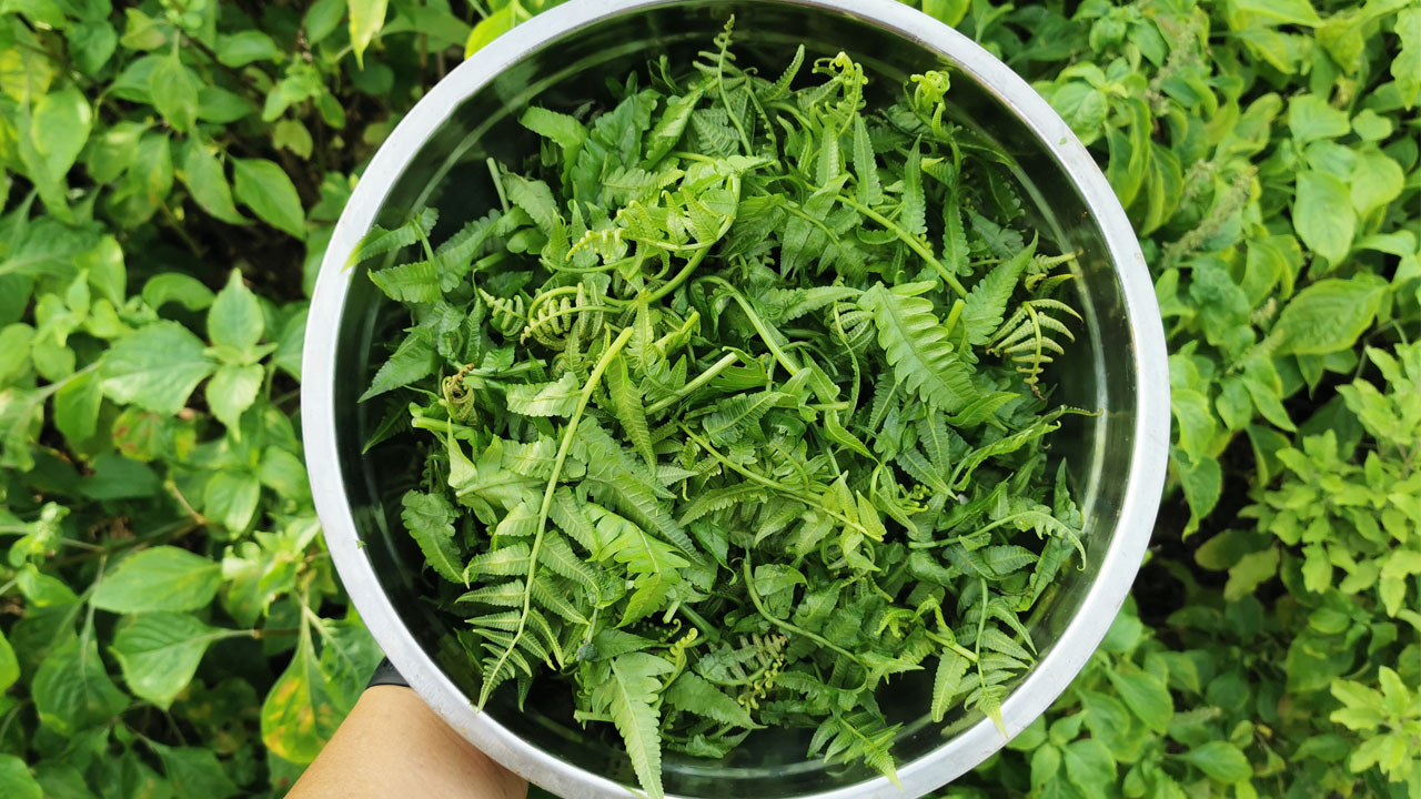 ผักกูดชอบดินแบบไหน