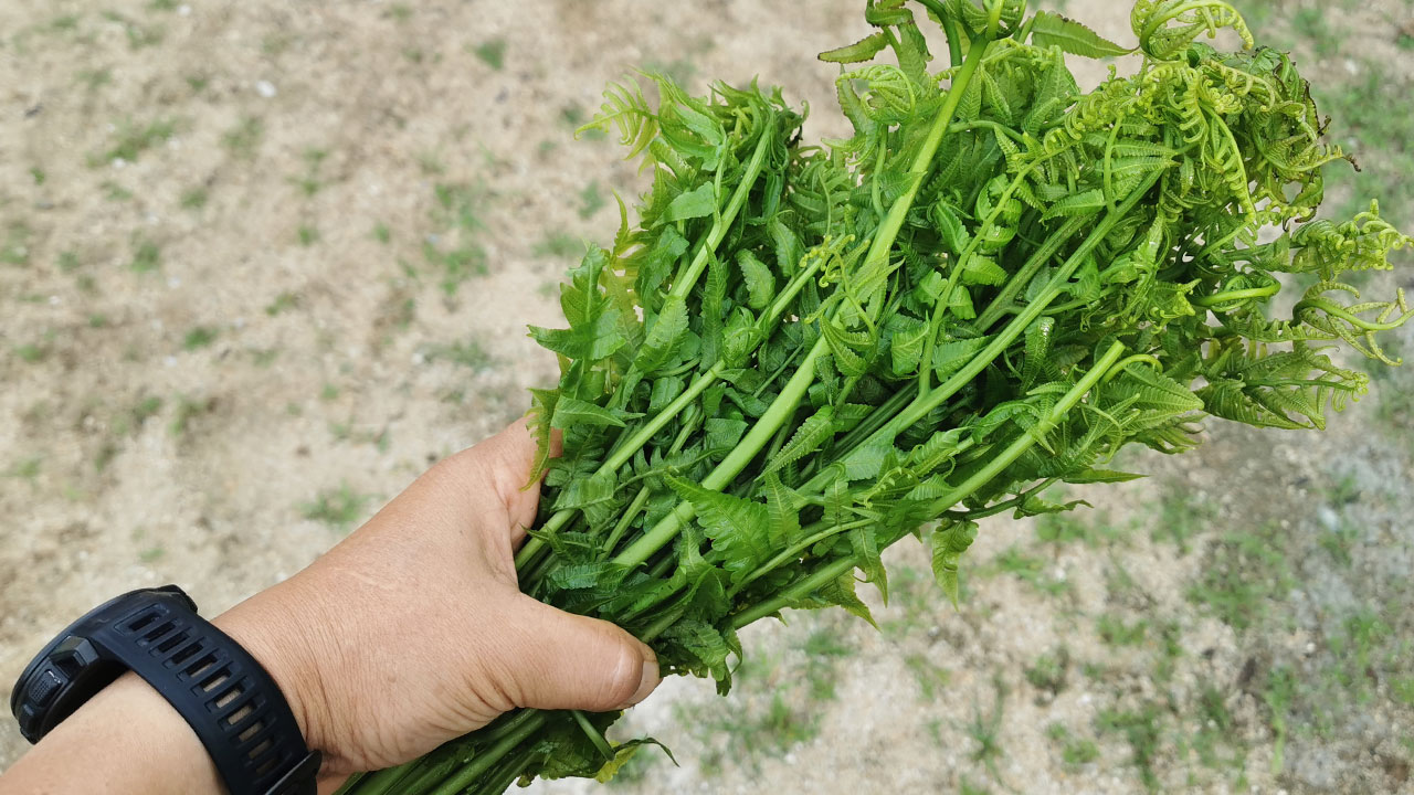 ปลูกผักกูด