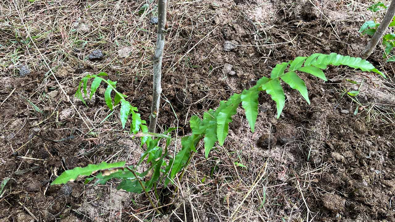 ปลูกผักกูด