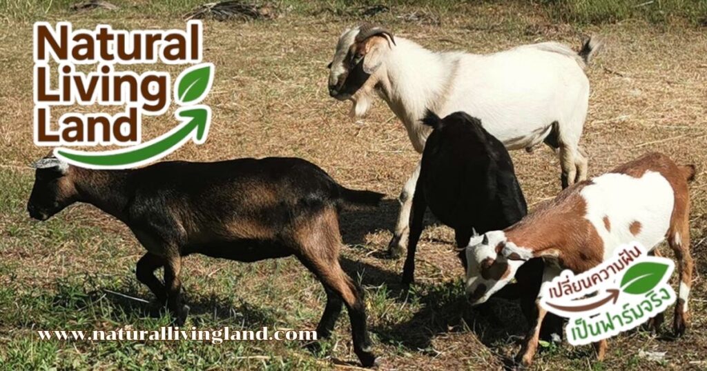 เลี้ยงแพะพื้นเมือง