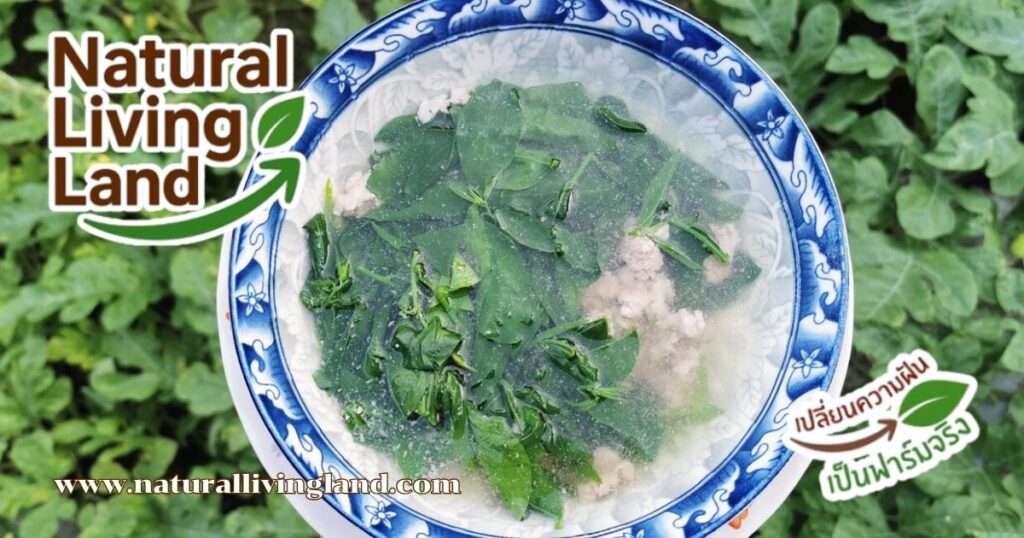 ผักหวานบ้าน