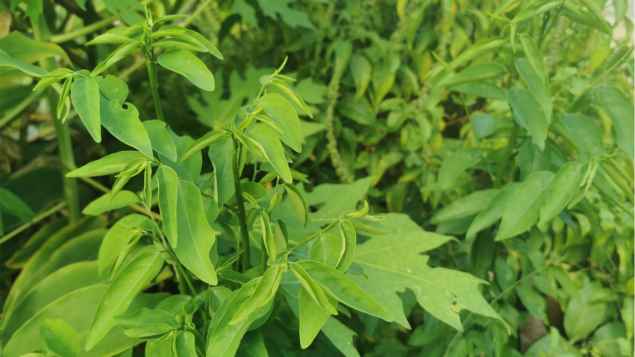 ปลูกผักหวาน