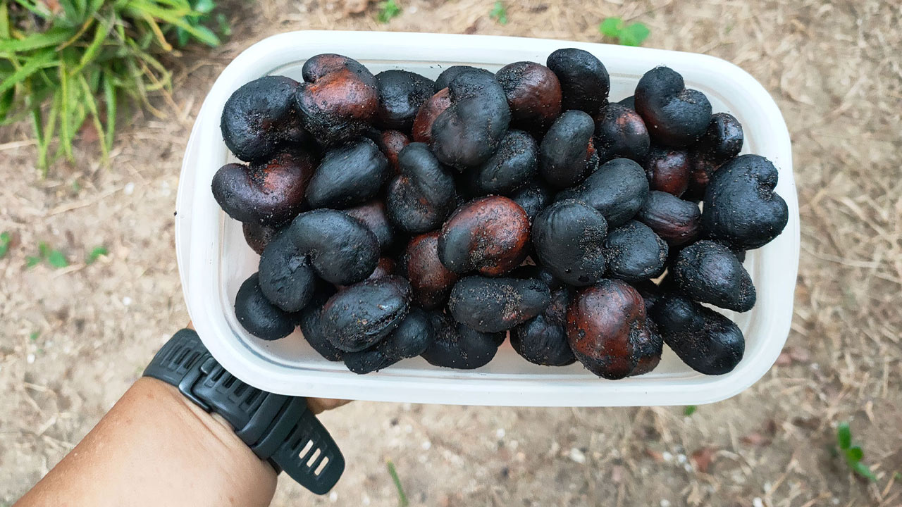 กระเทาะเม็ดมะม่วงหิมพานต์