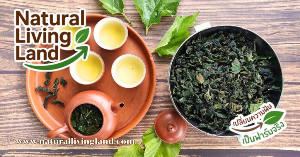 ประโยชน์จากต้นหม่อน