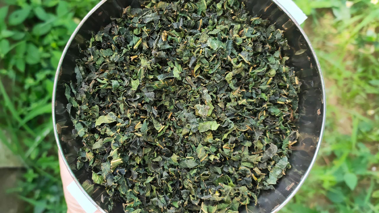 ทำชาจากใบหม่อน