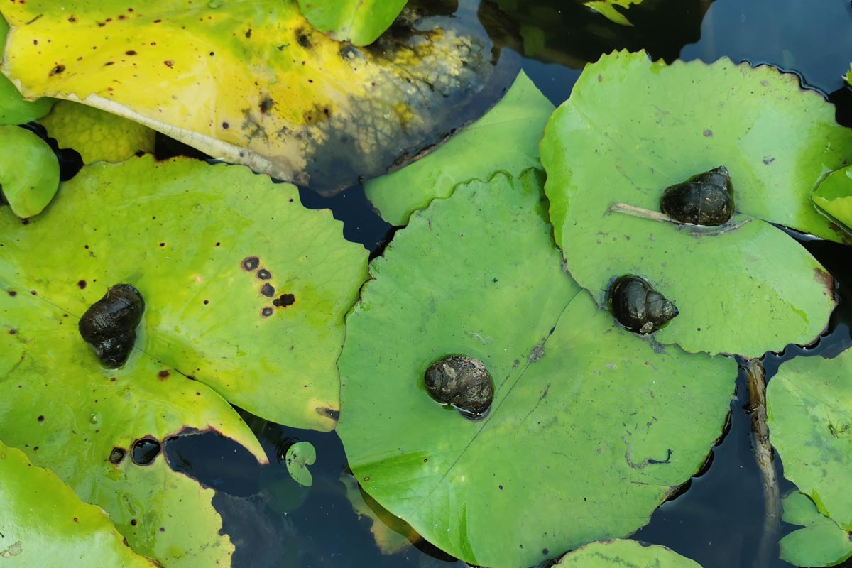 เลี้ยงหอยขม