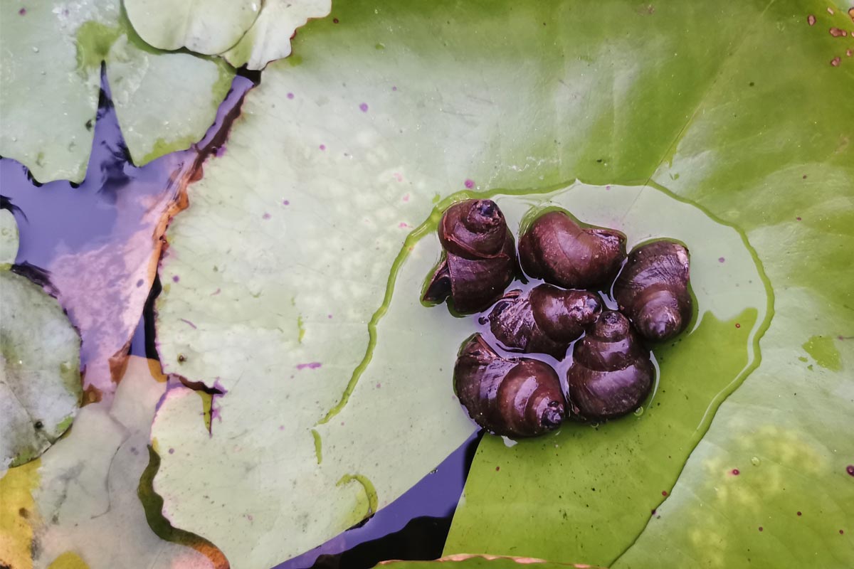 การปล่อยหอยขมลงเลี้ยง