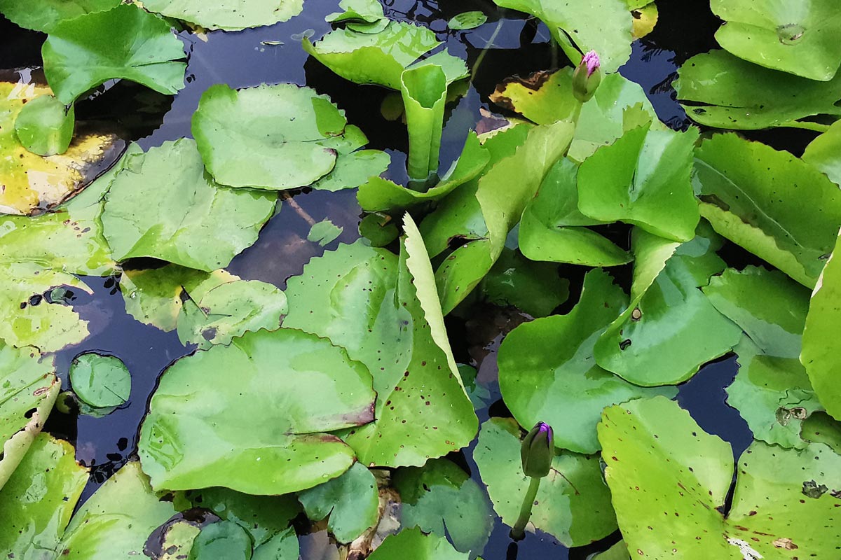 เลี้ยงหอยขม