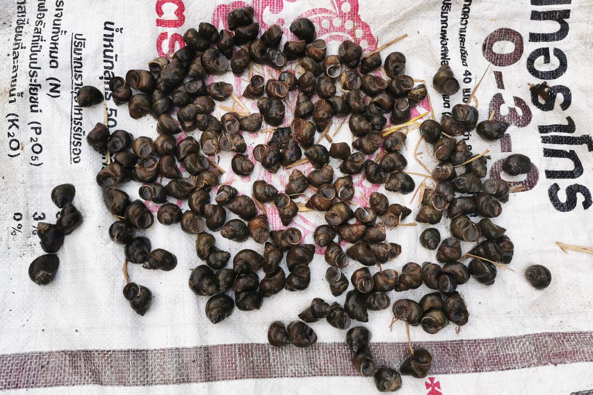 เลี้ยงหอยขม