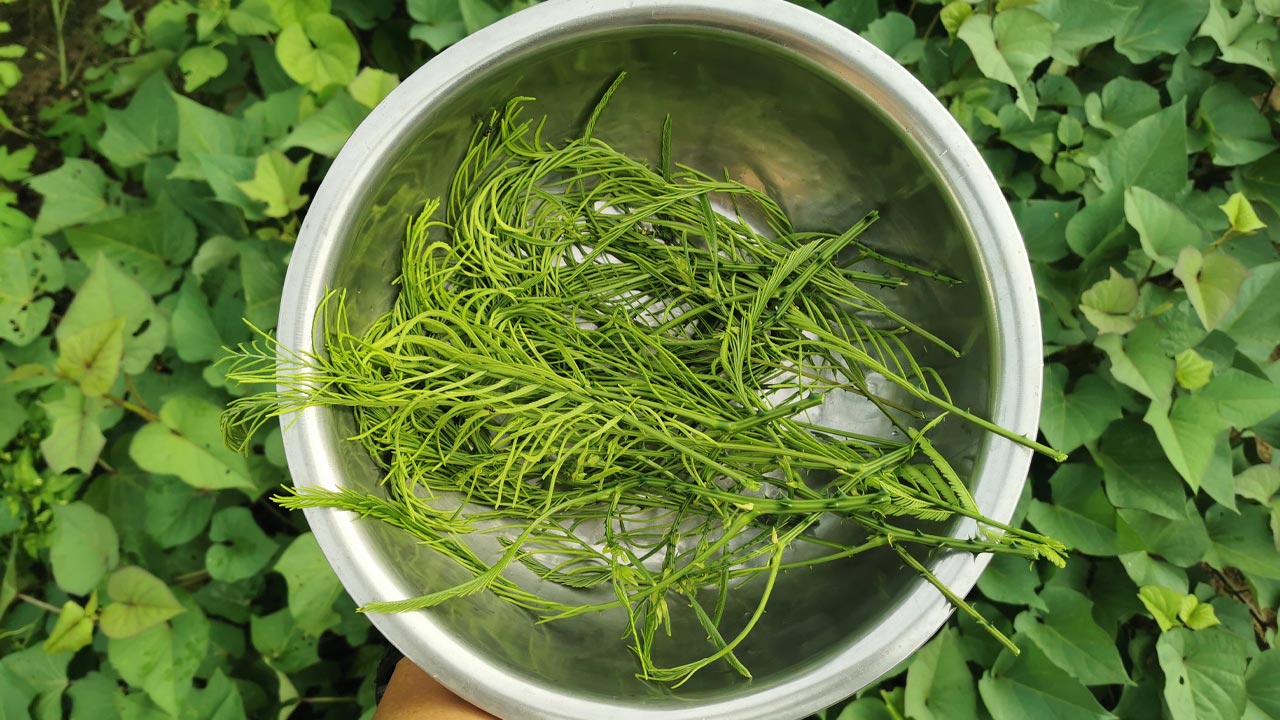 เคล็ดลับการเก็บชะอม