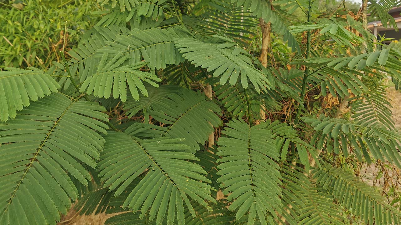 ปลูกชะอม