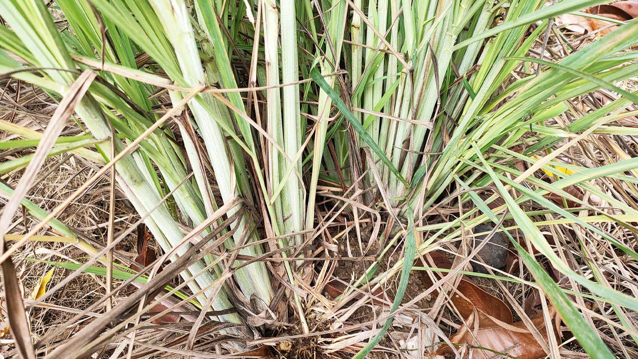 ปลูกตะไคร้