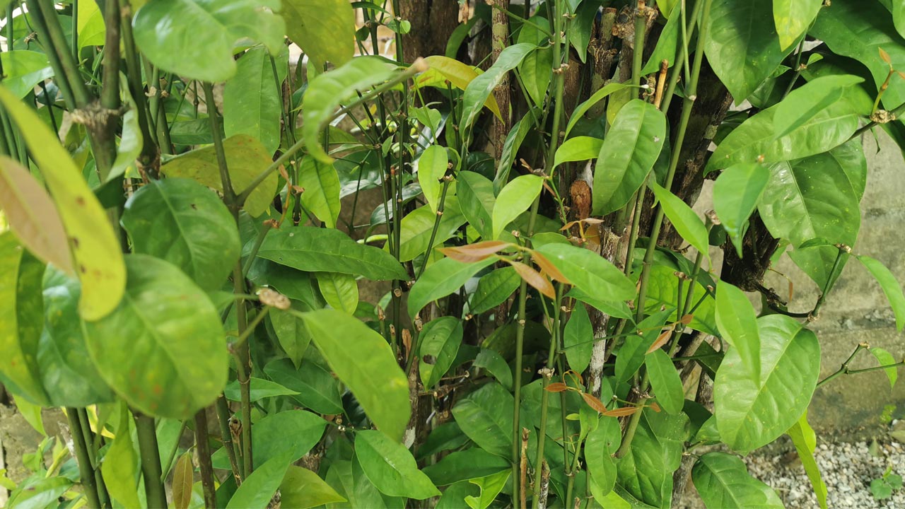 ประโยชน์ของผักเหลียง