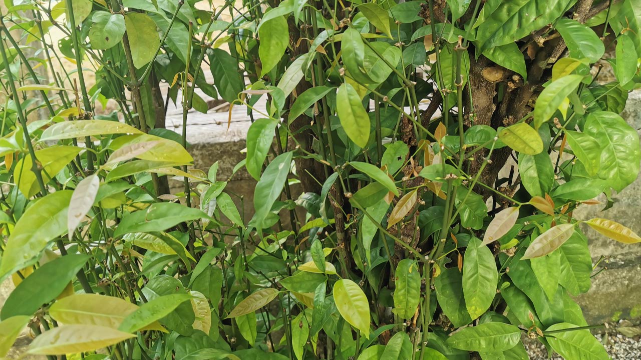 ปลูกผักเหลียง