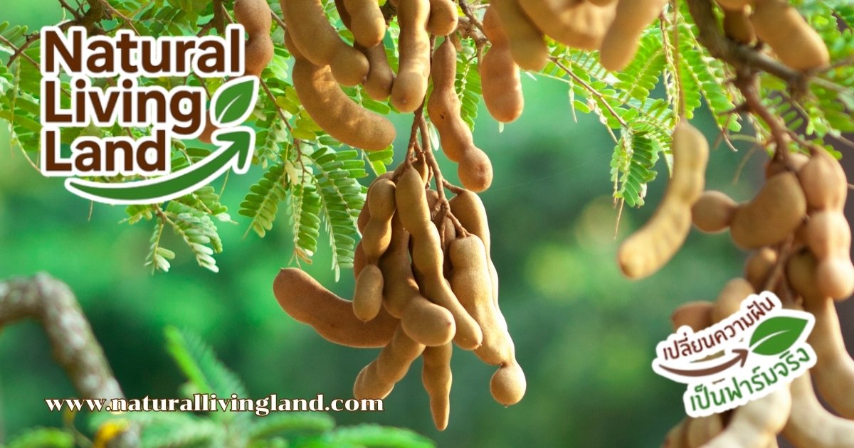 ปลูกมะขาม