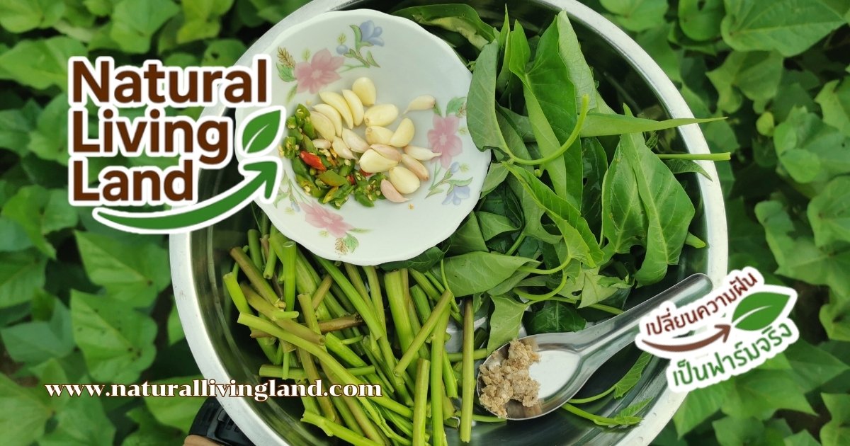 ประโยชน์จากผักบุ้ง