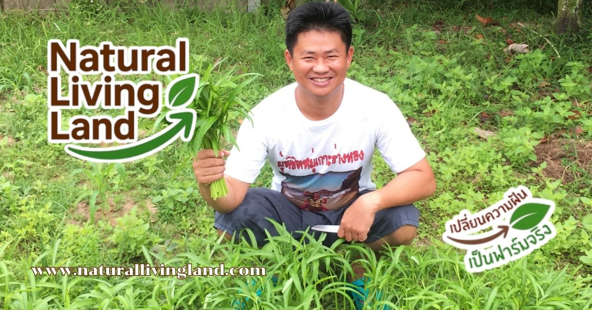 ปลูกผักบุ้ง