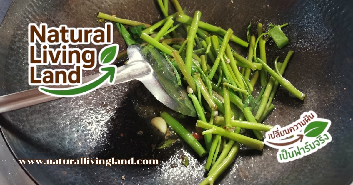 เคล็ดลับสำคัญในการผัดผักบุ้ง