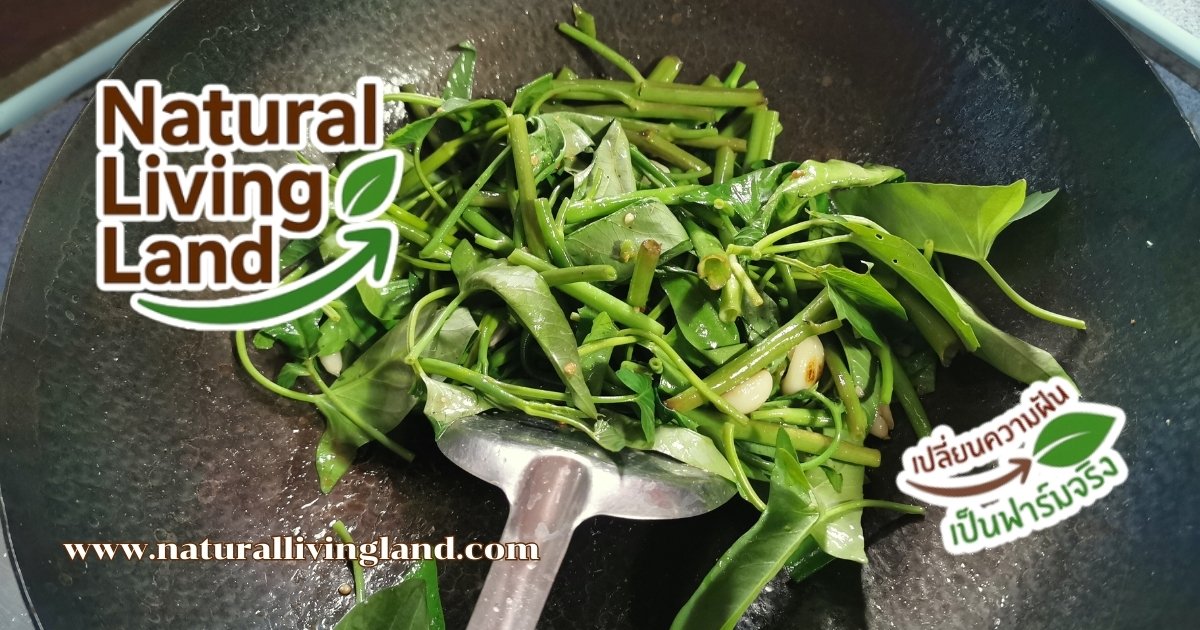 เคล็ดลับสำคัญในการผัดผักบุ้ง