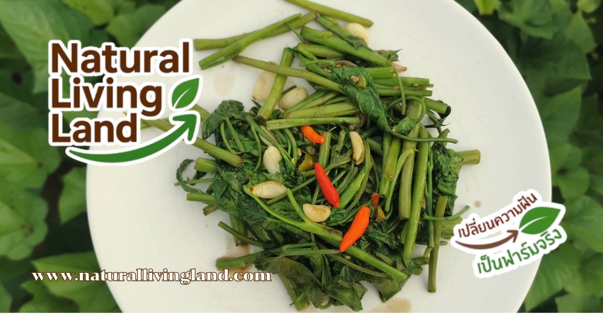 เคล็ดลับผัดผักบุ้ง