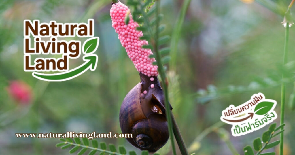 เลี้ยงหอยเชอรี่