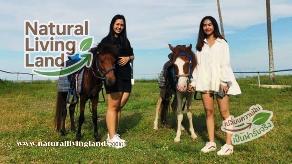 เลี้ยงม้า