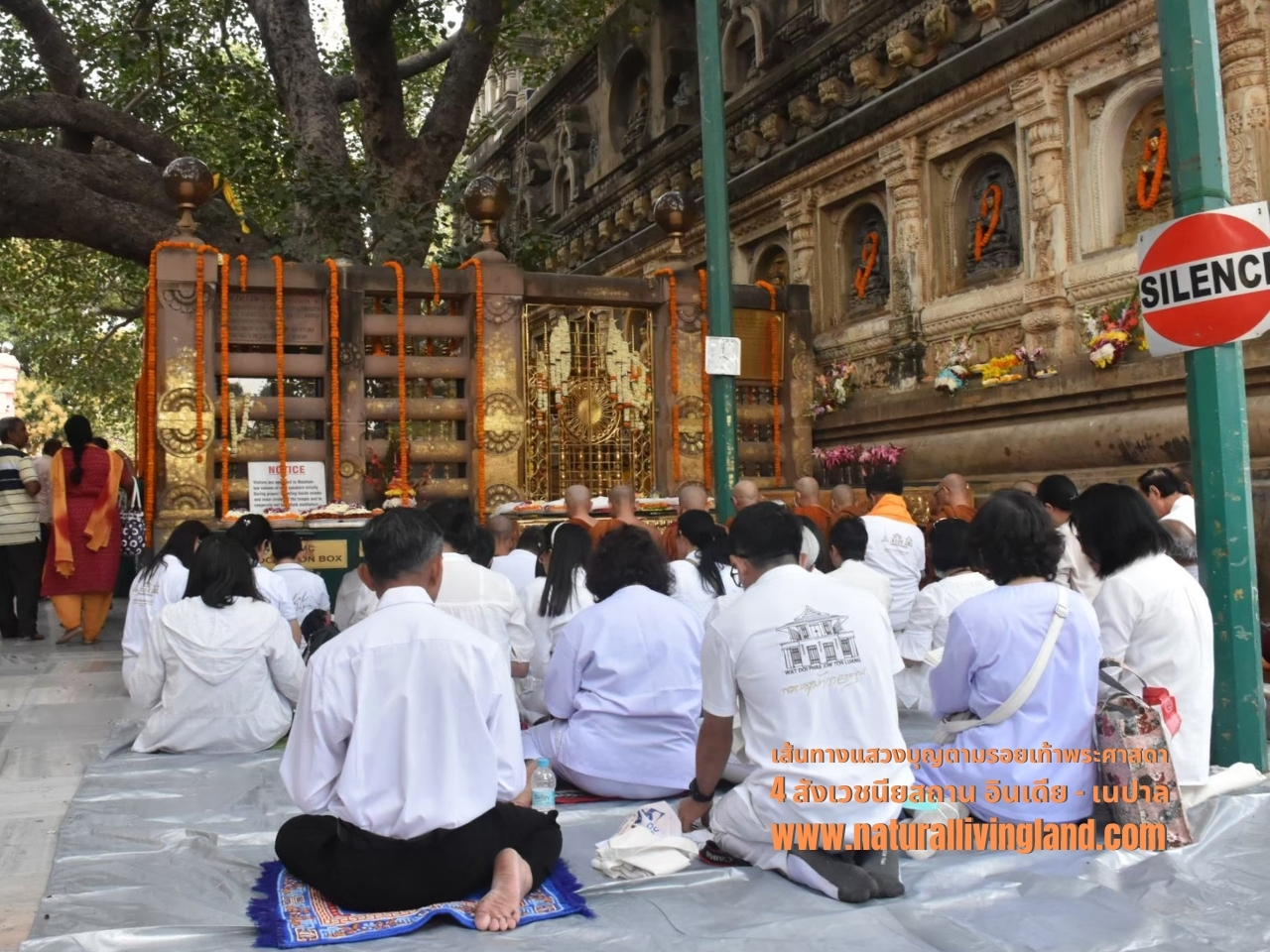 ต้นโพธิ์ที่ประทับของพระพุทธเจ้าในคืนบรรลุธรรม