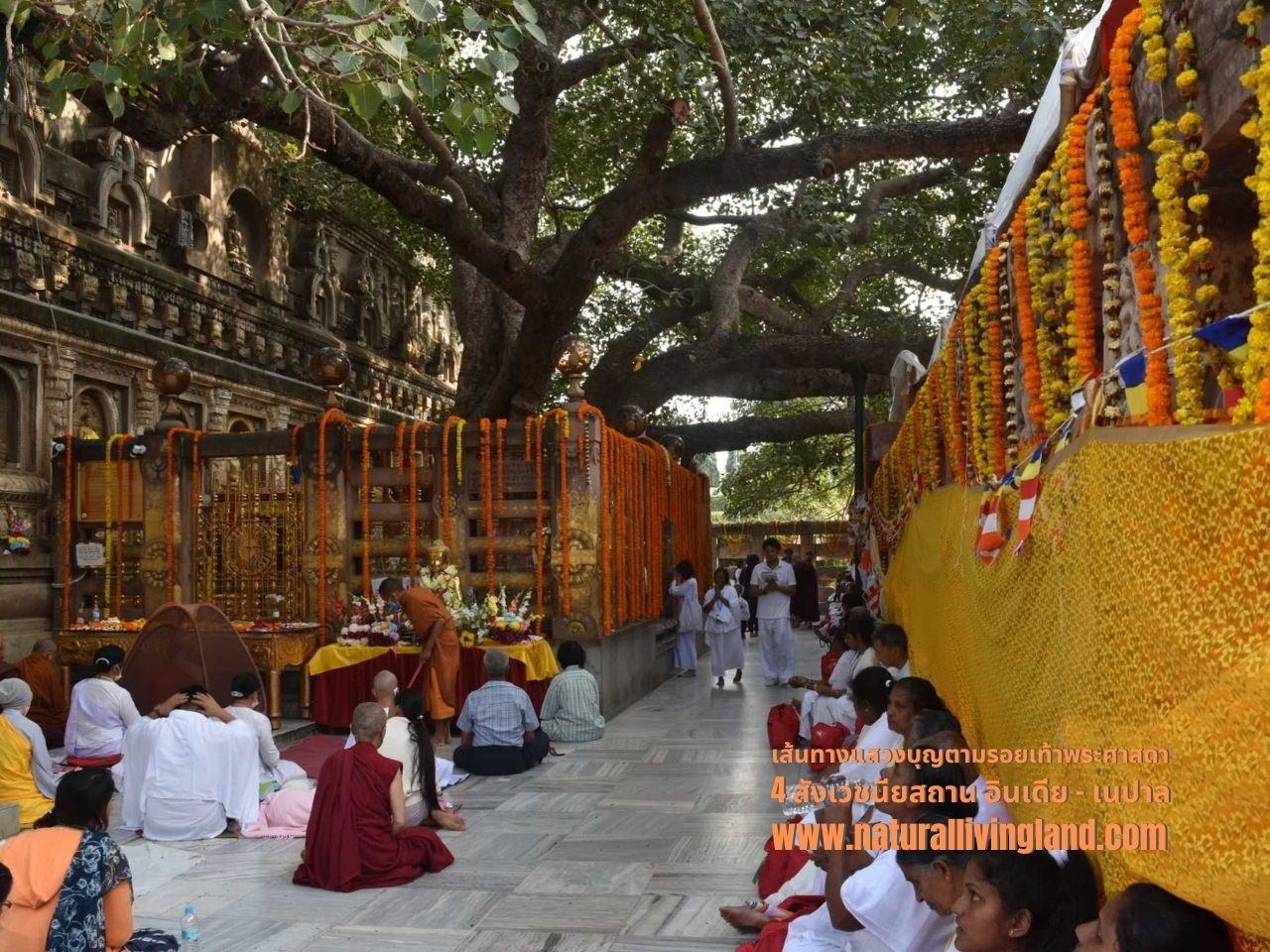 ต้นโพธิ์ พุทธคยา