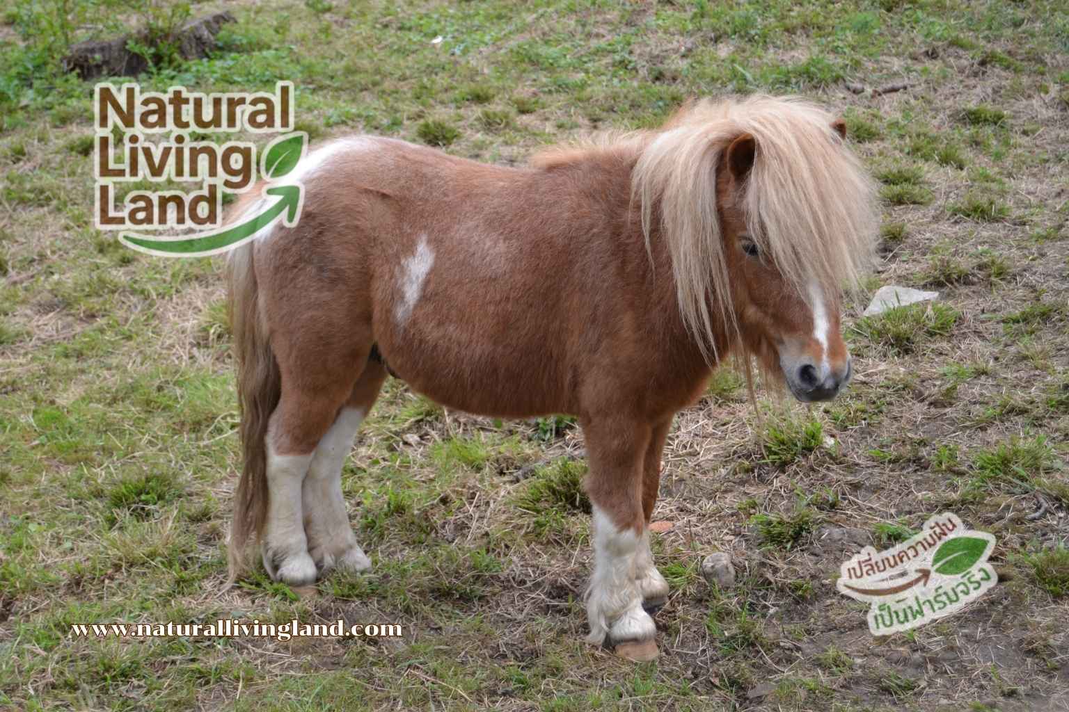 ม้า Shetland Pony