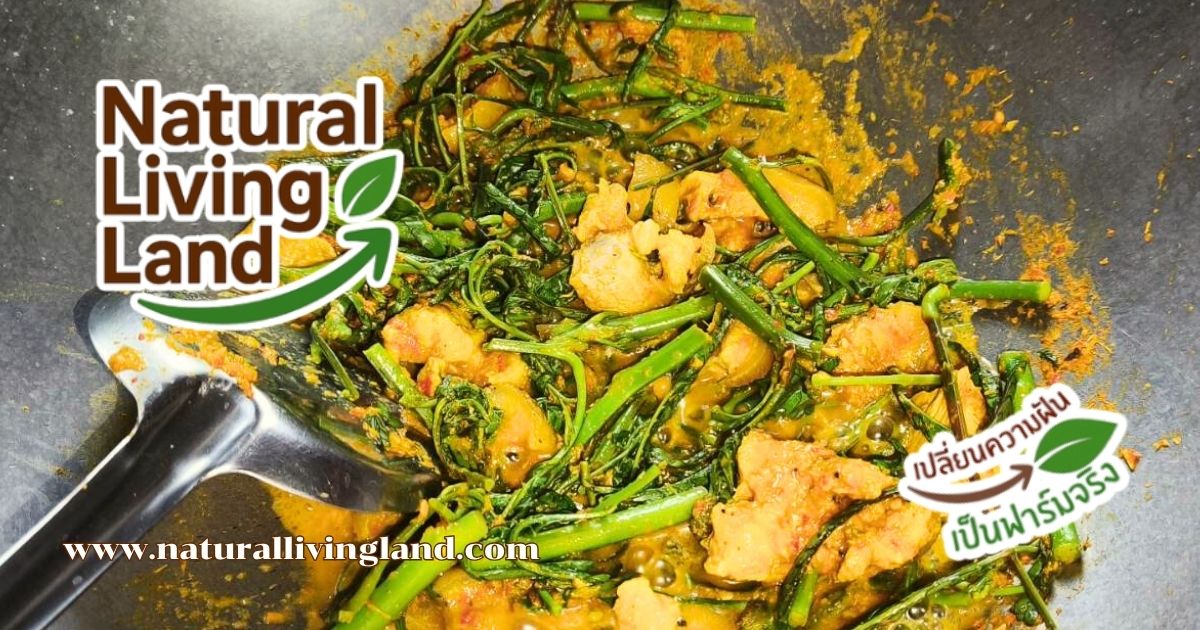 ทำผักกระเฉดผัดพริกแกง