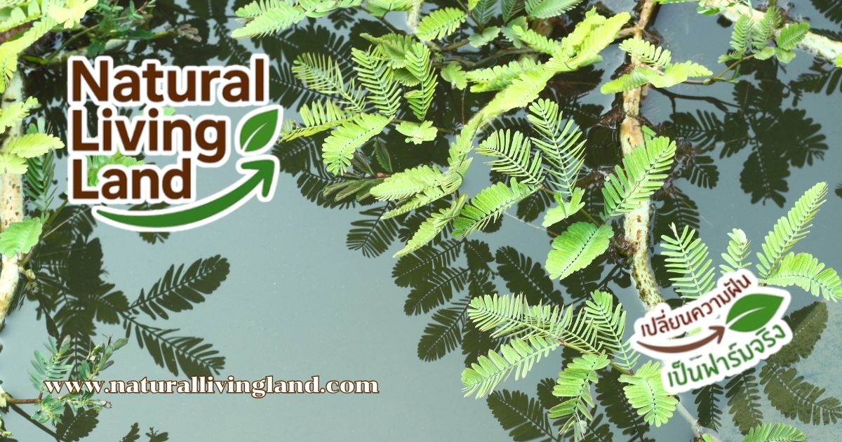 ผักกระเฉด ผักที่ชอบพื้นที่ชุ่มน้ำเป็นพิเศษ