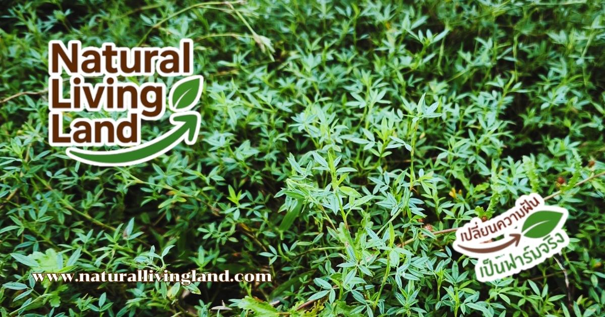 ถั่วฮามาต้า