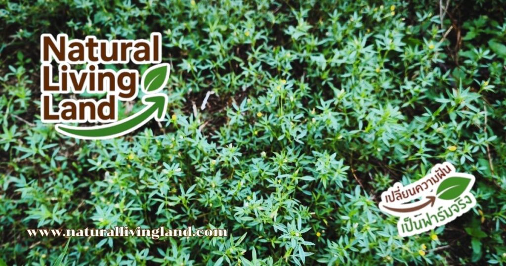 ถั่วฮามาต้า