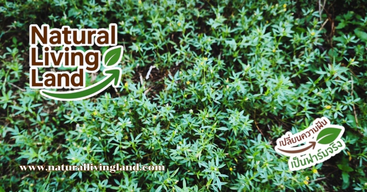 ถั่วฮามาต้า