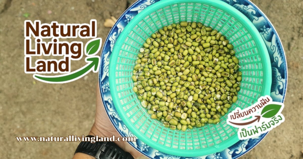 เพาะถั่วงอกโดยไม่ต้องใช้ดิน