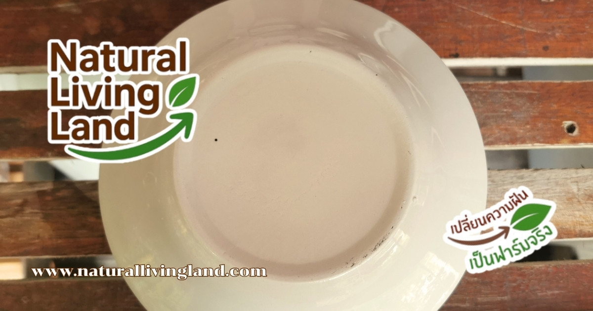 เพาะเมล็ดถั่วเขียว