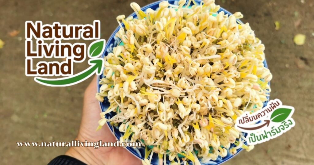 เพาะถั่วงอก