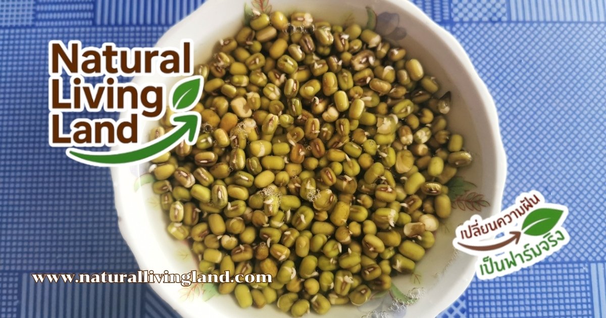 เพาะถั่วเขียว