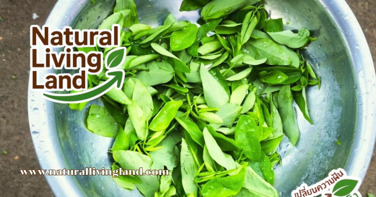 คุณค่าของผักหวาน