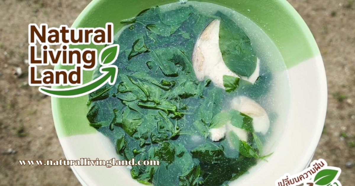 แกงเลียงผักหวานบ้าน