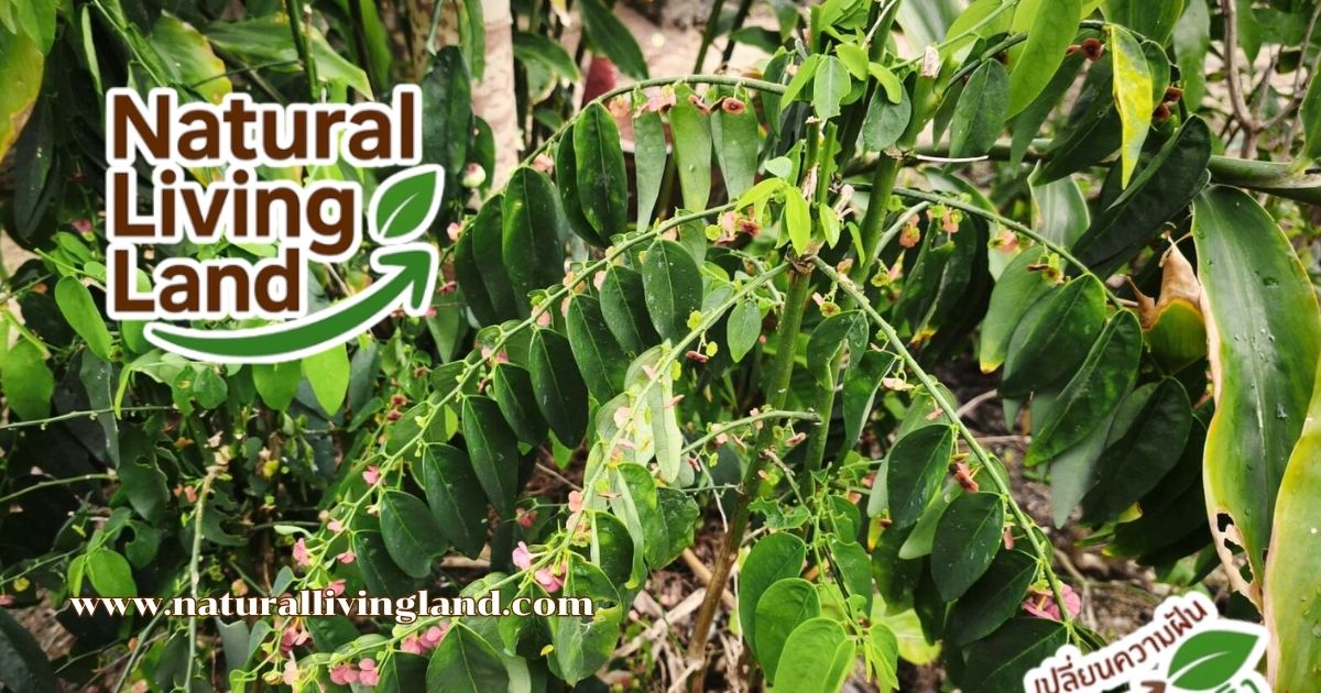 ต้นผักหวานบ้าน