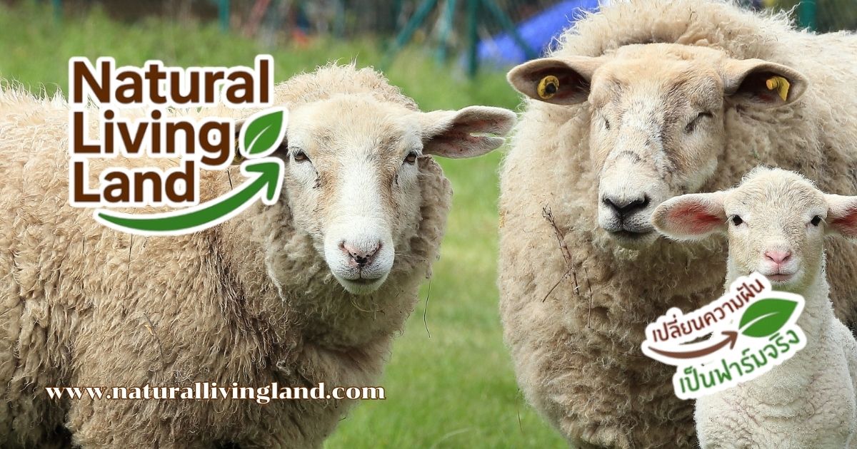 เลี้ยงแกะ